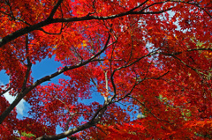 秋空に紅葉