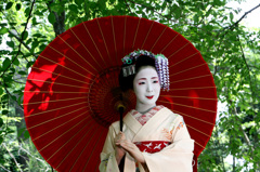 新緑の舞妓さん