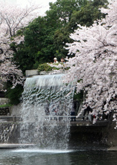 滝と桜