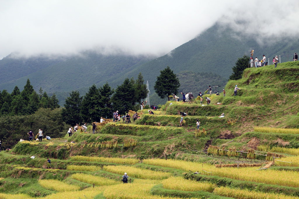 千枚田の稲刈り作業