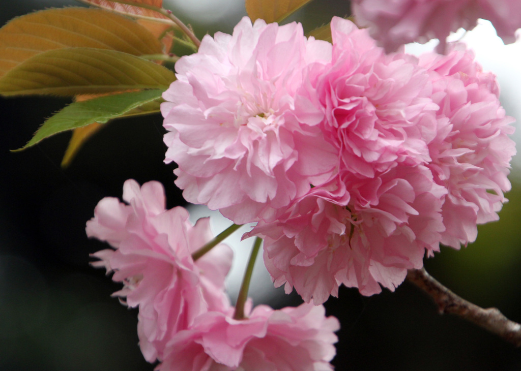 八重桜
