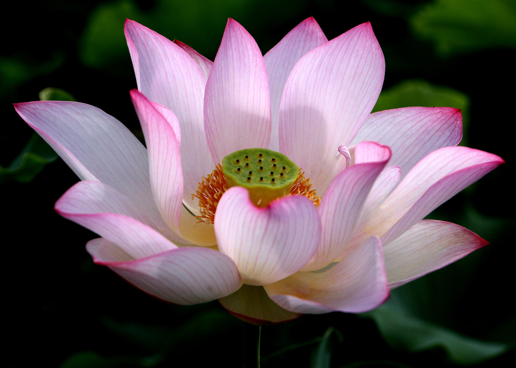 開花