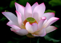 開花