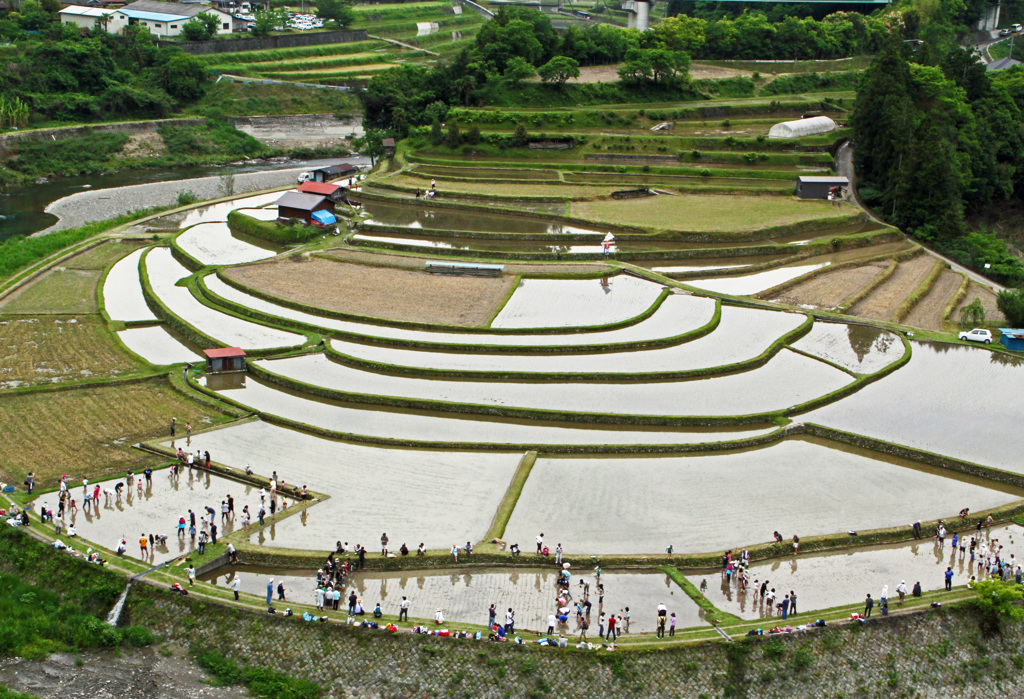 棚田の田植え