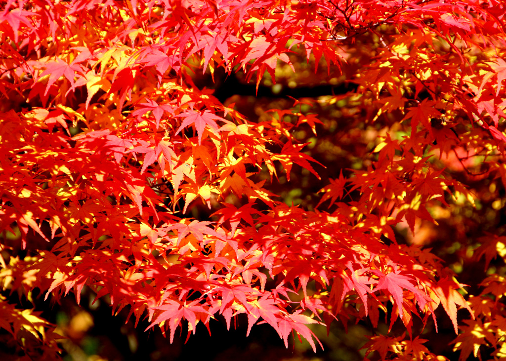 ザッツ紅葉