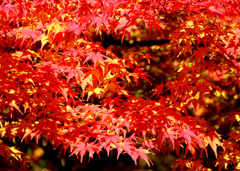 ザッツ紅葉