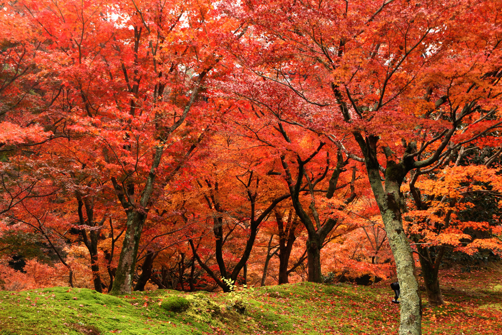 紅葉の岡