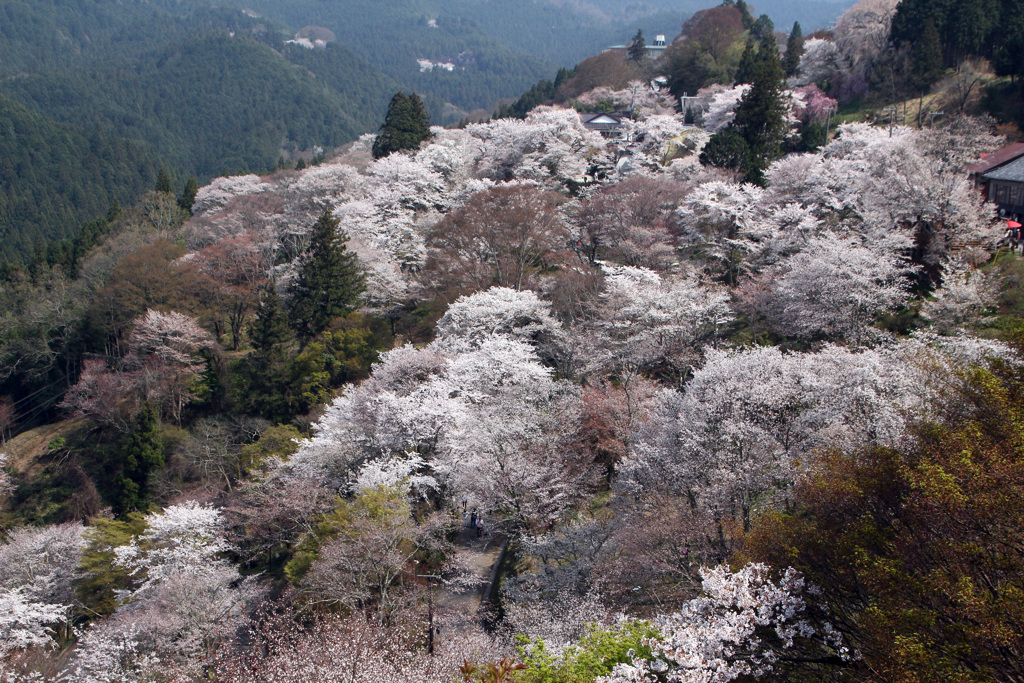 吉野の桜