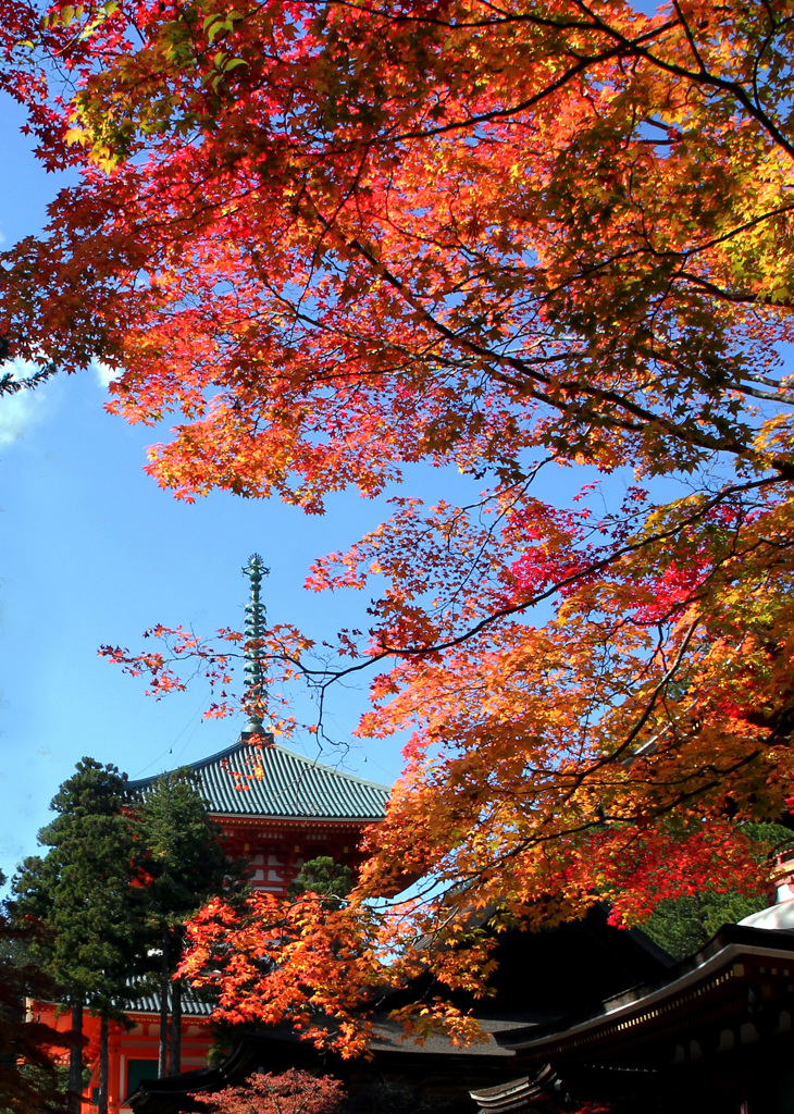 高野山紅葉