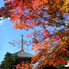 高野山紅葉