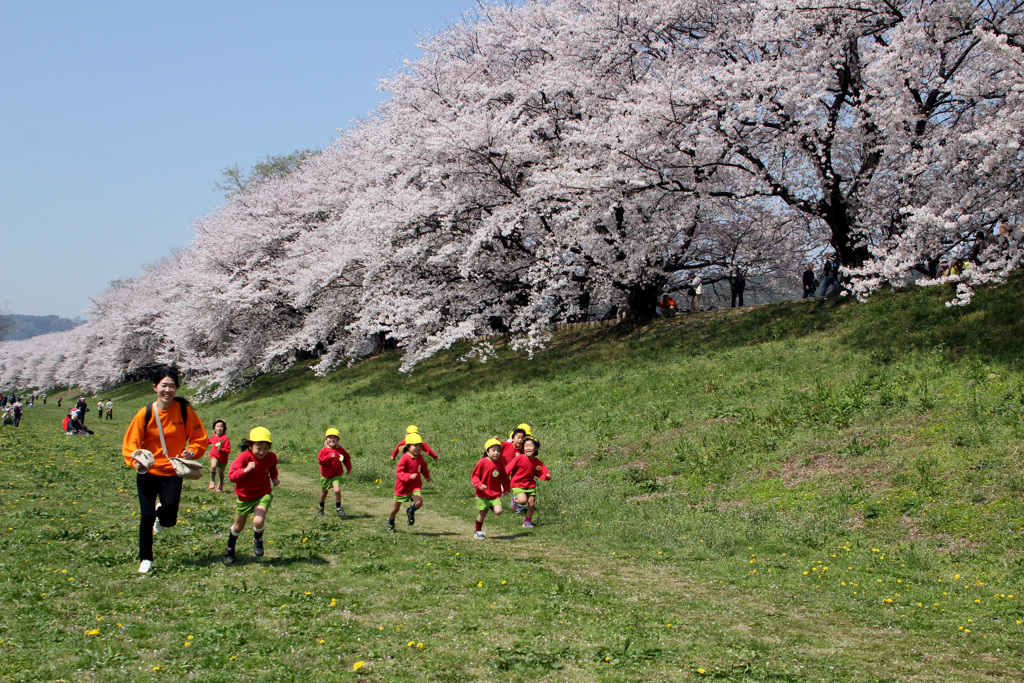 背割堤の桜