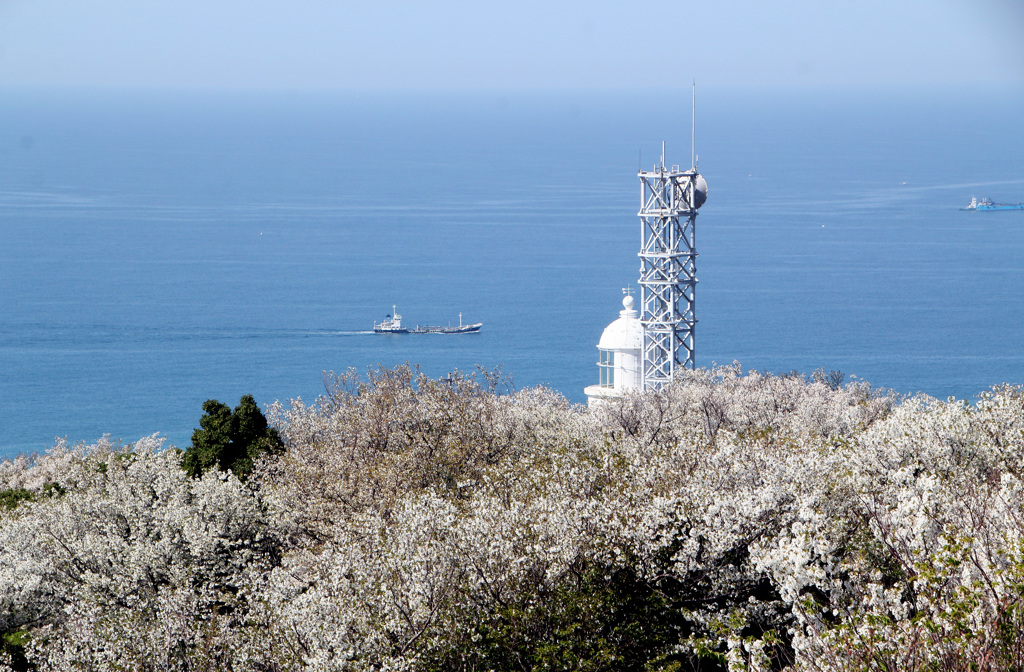 日の岬の桜