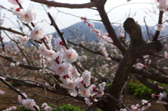 新春梅
