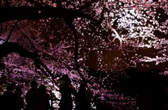 夜桜ふぉと