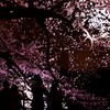夜桜ふぉと