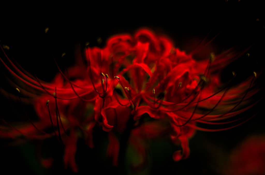 曼珠沙華～その花魔性也～