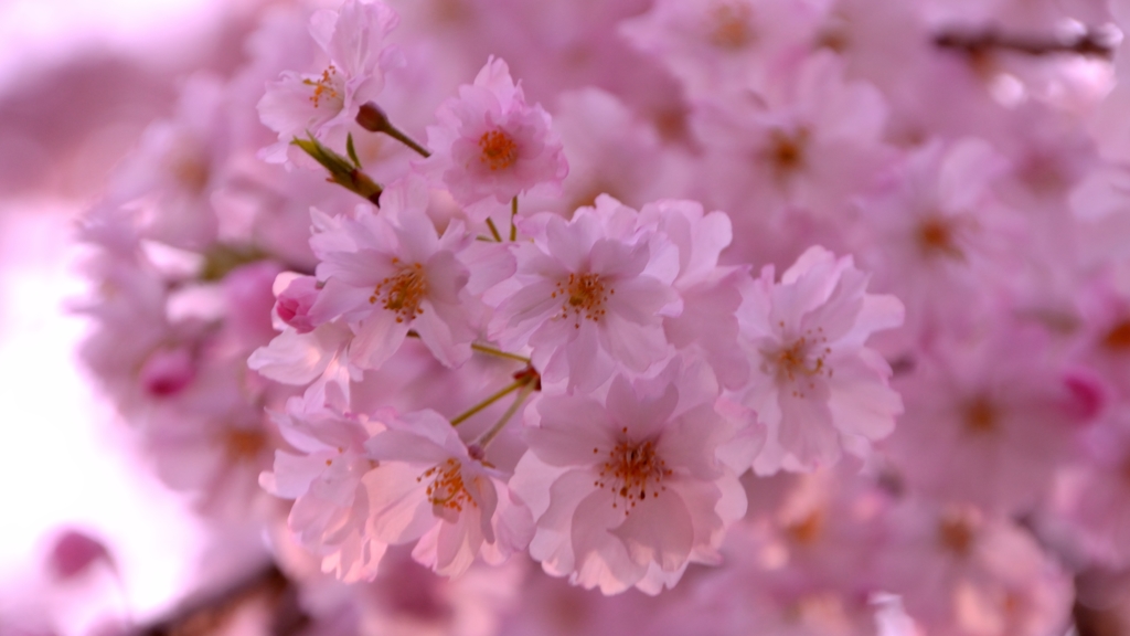ピンク桜