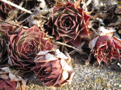 冬の花