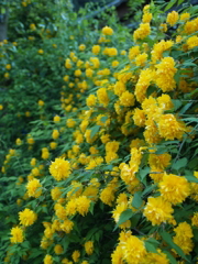 山吹の滝