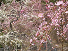 春爛漫
