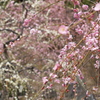 春爛漫