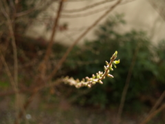 新芽