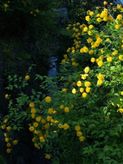 斜光