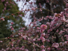 P1012039