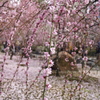 P1012181