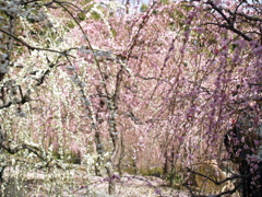 P1012266
