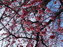 紅梅