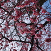 紅梅