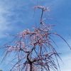 青空
