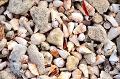 Shells