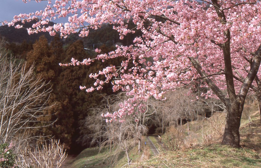 松田 河津桜
