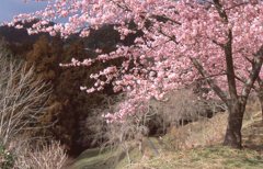松田 河津桜