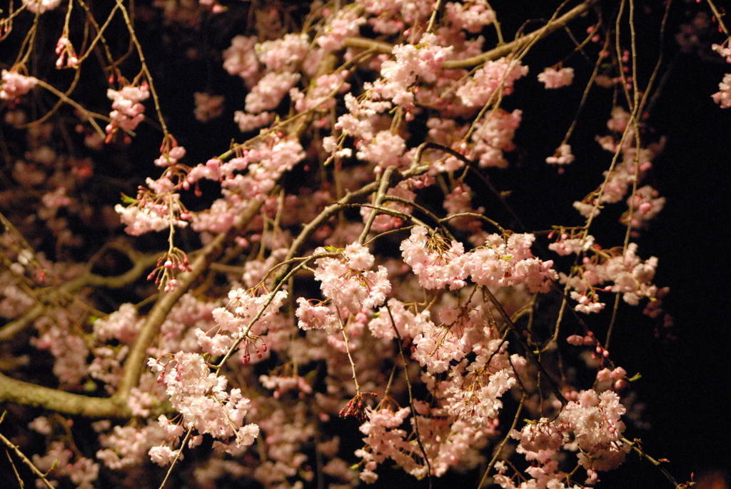 夜桜