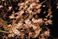 夜桜