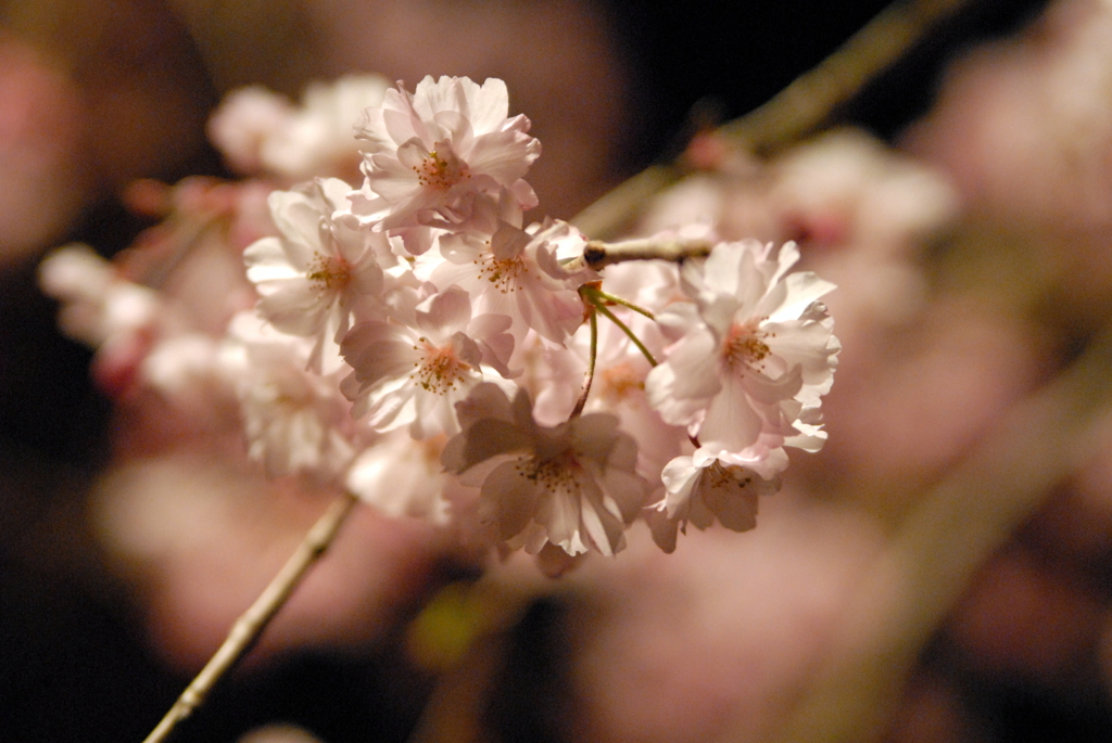 夜桜