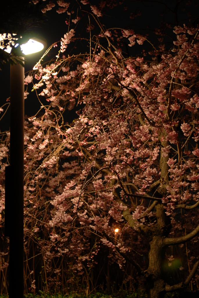 夜桜