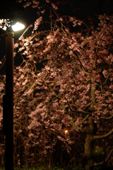 夜桜