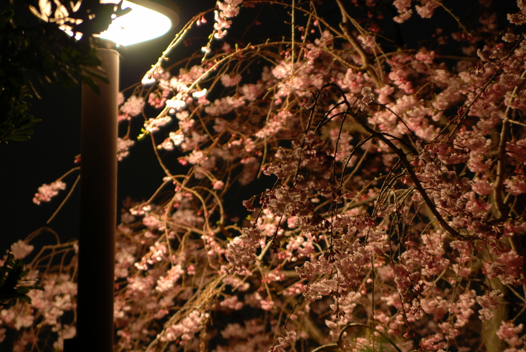 夜桜