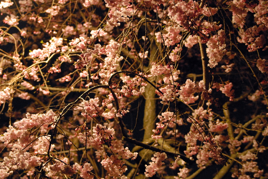 夜桜
