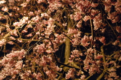 夜桜