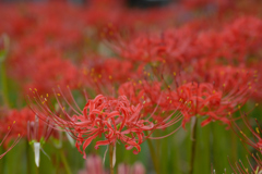 曼珠沙華