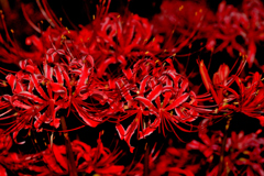 曼珠沙華