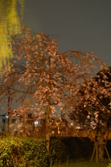 夜桜
