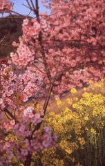 河津桜と菜の花