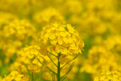 菜の花