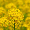菜の花